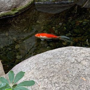 Meet your Posher, Sherae